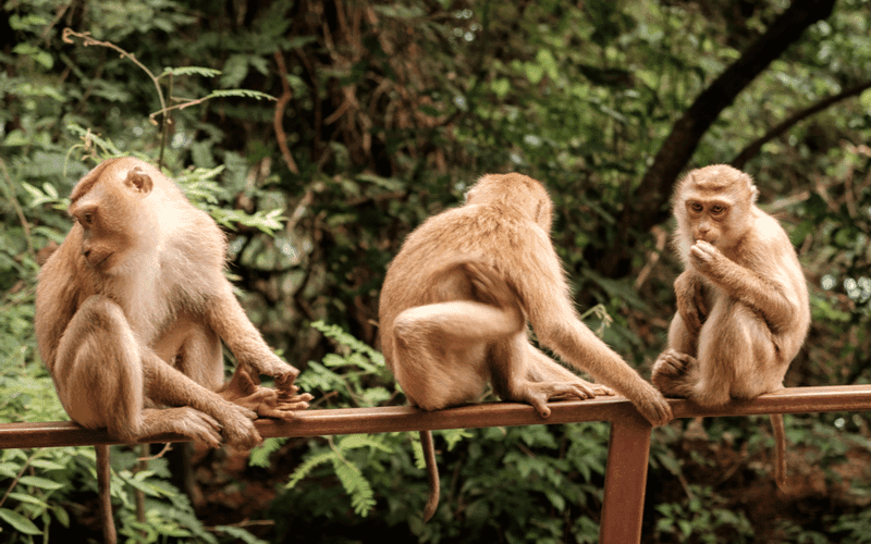 Monkey Hill Phuket
