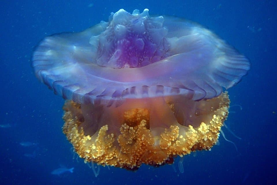 Dangerous Animals in Thailand: A Phuket Captain's Safety Guide